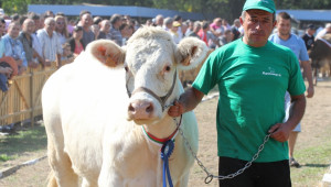 Директни плащания за крави под селекционен контрол ще има от 2015-та година (УСЛОВИЯ) - Agri.bg