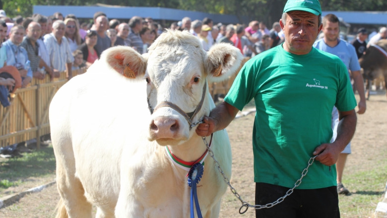 Директни плащания за крави под селекционен контрол ще има от 2015-та година (УСЛОВИЯ)