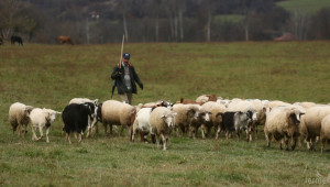 По какви схеми за овце и кози ще се получават субсидии от 2015-та година? - Agri.bg
