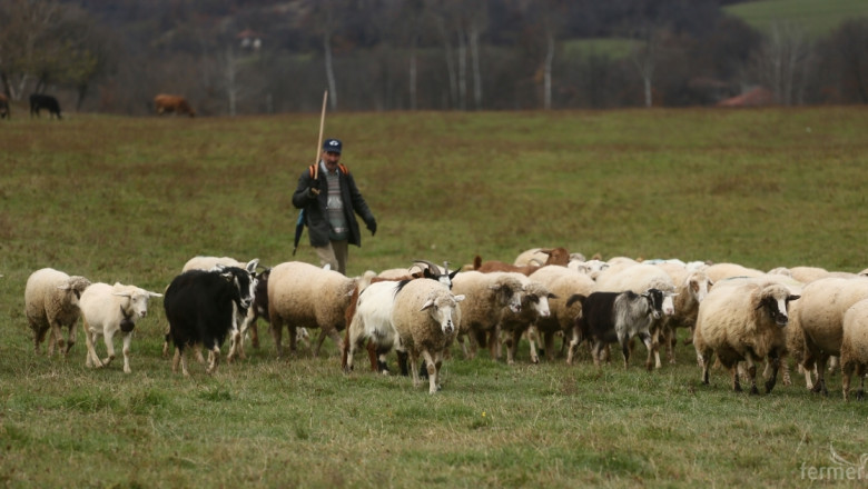 По какви схеми за овце и кози ще се получават субсидии от 2015-та година?
