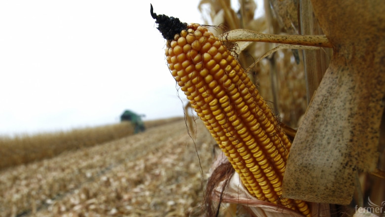 Цените на царевица от реколта 2014 ще останат ниски, прогнозира МЗХ