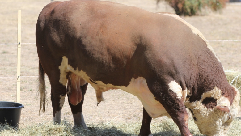 Схема за обвързано подпомагане за месодайни крави и юници запoчва от 2015-та 