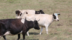 Схема за обвързано подпомагане за млечни крави – какви са изискванията? (ДОПЪЛНЕНА) - Agri.bg
