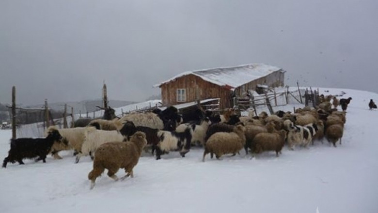 Семейното фермерство в Родопите като начин на живот (ИНТЕРВЮ)