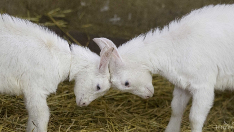 Според МЗХ болестта Син език намалила овчето и козе мляко с едва 1%