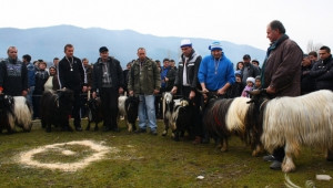 Редки породи дългокосмести кози и пръчове показаха в село Крупник - Agri.bg
