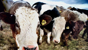 ЕС отпуска 10,7 млн. евро помощ на финландските млекопроизводители - Agri.bg