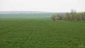 Близо 1 200 000 декара пшеница засяха в Добричка област - Agri.bg
