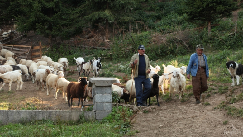 Овцевъди: Не виждаме рентабилност в отглеждането на млечни овце (ВИДЕО)