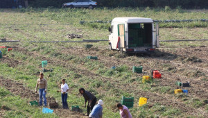 10-годишна карантина за сеитба в родопско село заради рак по картофите - Agri.bg