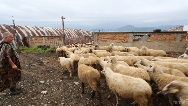 Какви ще са субсидиите за овце и кози в периода 2015-2020? (ВИДЕО)