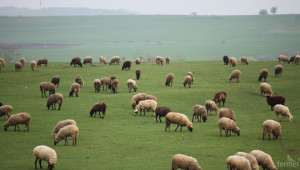 Над 250 овцевъди се събират на дискусия за бъдещето на сектора  - Agri.bg