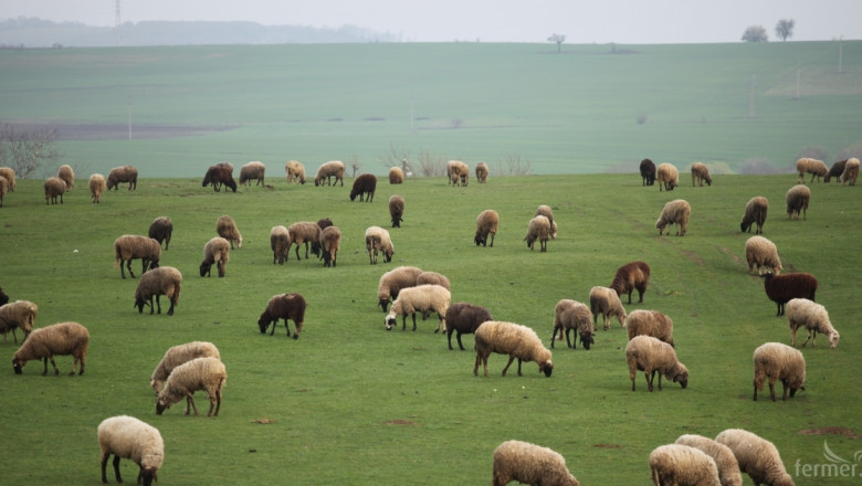 Над 250 овцевъди се събират на дискусия за бъдещето на сектора 