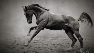 Най-красивите коне в България - изящество и сила! (СНИМКИ) - Agri.bg