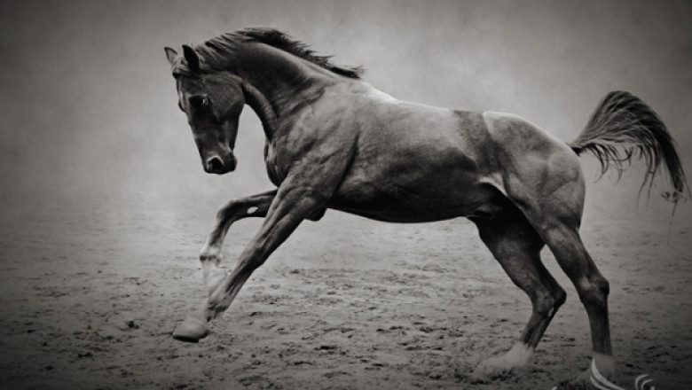Най-красивите коне в България - изящество и сила! (СНИМКИ)