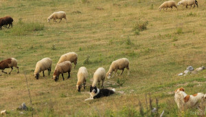 Крадци откраднаха стадо овце заедно с кучетата-пазачи - Agri.bg