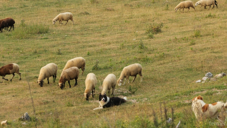 Крадци откраднаха стадо овце заедно с кучетата-пазачи