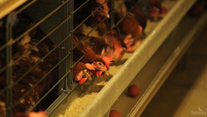 Свинете и птиците отпадат от мярката за хуманно отношение в ПРСР 2014-2020 - Agri.bg