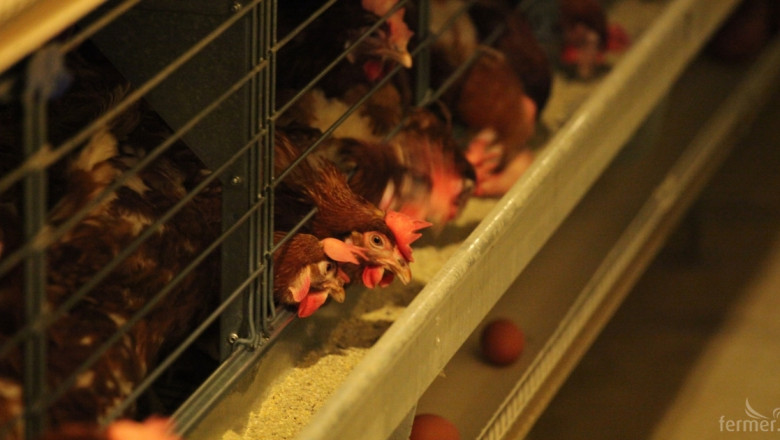Свинете и птиците отпадат от мярката за хуманно отношение в ПРСР 2014-2020