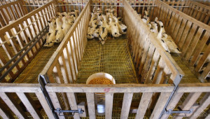 Птичи грип убива 300 000 пилета и патици в Холандия - Agri.bg