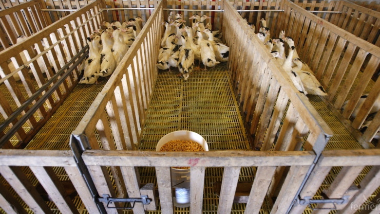 Птичи грип убива 300 000 пилета и патици в Холандия