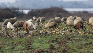 С между 120 и 245 лв. за умряла овца от Син език МЗХ компенсира стопаните (ВИДЕО) - Agri.bg