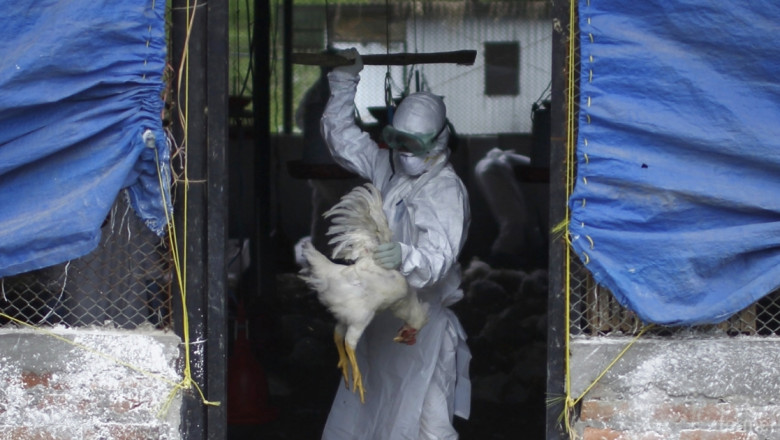 Потвърдиха птичи грип във ферми в Англия, Германия и Холандия