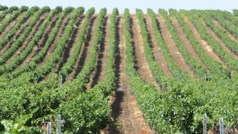 ДФЗ ще приема проекти по Лозаро-винарската програма от днес