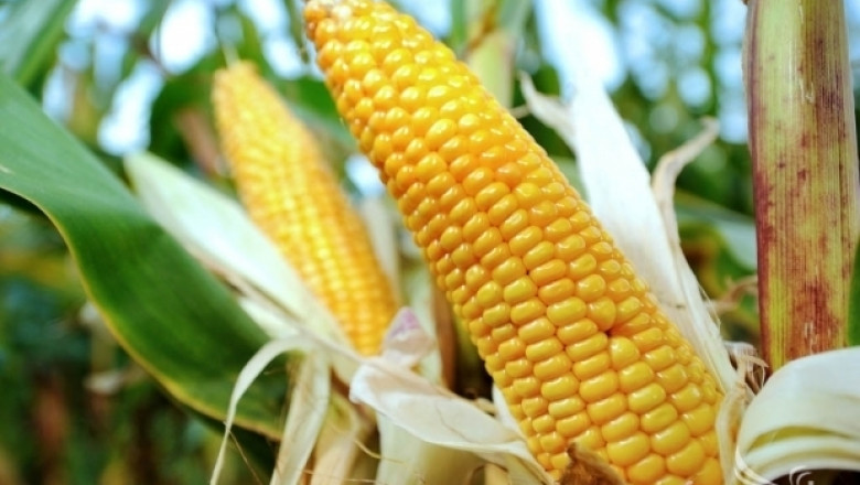 Всяка държава от ЕС сама ще решава дали да отглежда или не ГМО 