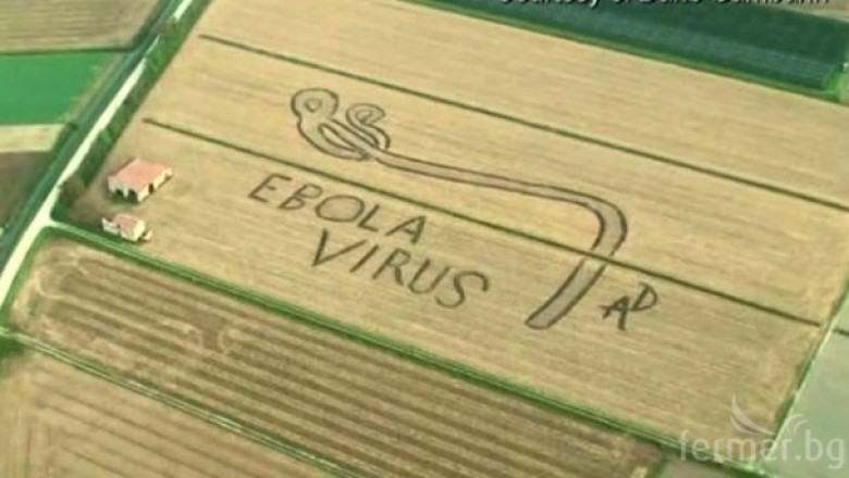 Фермер 'гравира' с трактора си вируса Ебола в житно поле