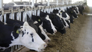 МЗХ предвижда задължителни договори за мляко между фермери и изкупвачи - Agri.bg