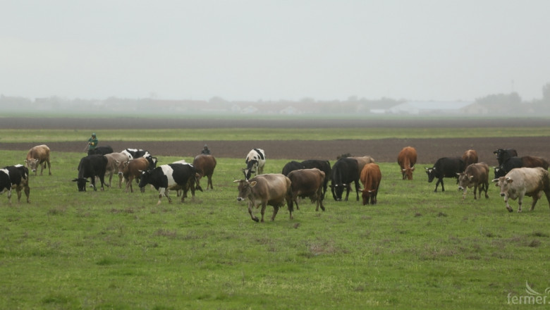 Говедовъдството бележи ръст във фермите с над 20 и с над 100 животни