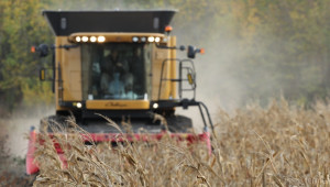 Цената на царевицата в Добруджа се покачи рязко до 280 лв./тон - Agri.bg