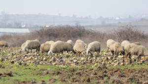 De minimis за овце  получиха 5 668 животновъди, отчете ДФЗ