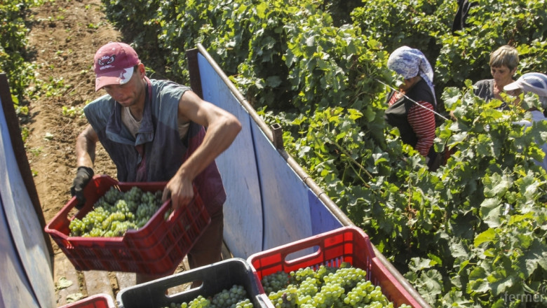 ДФЗ започва прием по лозаро-винарската програма през ноември