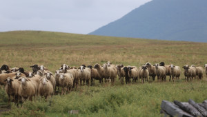 Вместо с пари, МЗХ да компенсира фермерите с овце заради Синия език (ВИДЕО) - Agri.bg