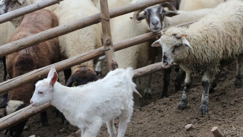 Преходна национална помощ за овце и кози – кой може да кандидатства?