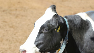 Референтната дата остава за националните субсидии за говеда и през 2015-та - Agri.bg