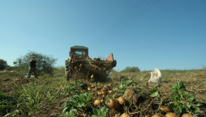 Неприбраните картофи ще измръзнат на полето, алармират фермери - Agri.bg