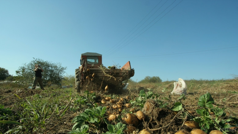 Неприбраните картофи ще измръзнат на полето, алармират фермери