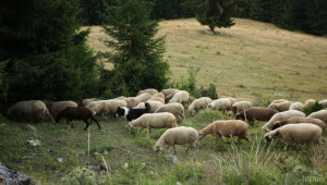 Овцевъдите с de minimis трябва да запазят 75% от овцете си до края на 2014-та
