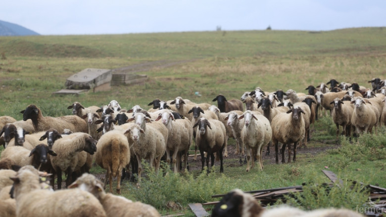 Държавата ще дава обезщетение по 2.36 лв./кг овца, умряла от син език