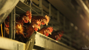 ДФЗ отпуска субсидии за хуманно отношение към свине и птици - Agri.bg