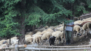 Има преводи на субсидии по De minimis за овце-майки (ОБНОВЕНА) - Agri.bg