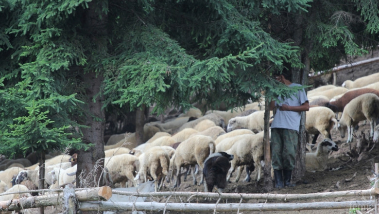 Има преводи на субсидии по De minimis за овце-майки (ОБНОВЕНА)