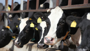 ЕС очаква рекордно производство на мляко и срив в цените - Agri.bg