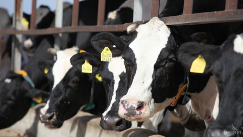ЕС очаква рекордно производство на мляко и срив в цените