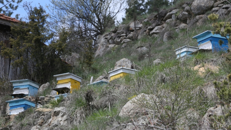 Двойно по-малко мед прибраха пчелари в Родопите