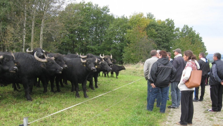 Български биволовъди черпиха ноу-хау в немски биволовъдни ферми (СНИМКИ)