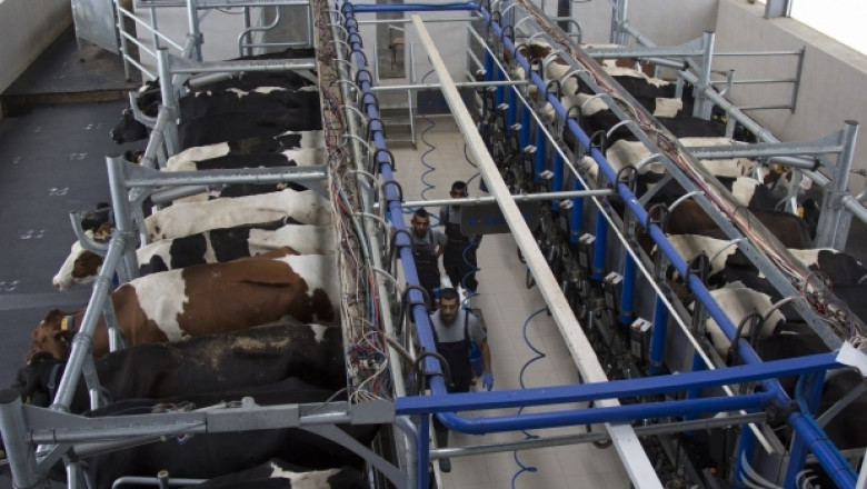 Под 50 ст./л. краве мляко получават фермери, алармират говедовъди